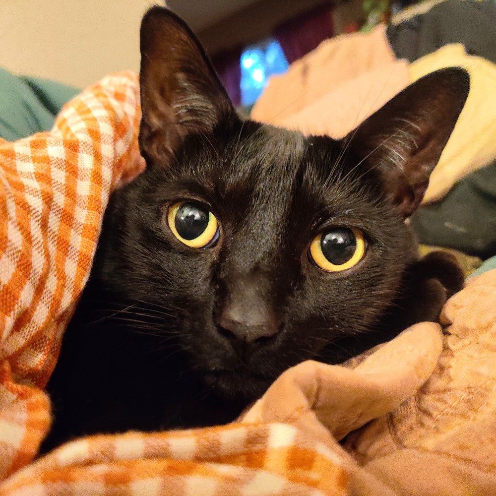 Meet your Posher, Sakina